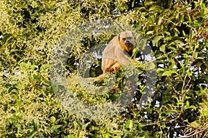 Female Black Howler Monkey in Tree Vocalizing