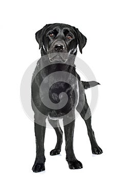 Female black labrador retriever