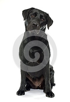 Female black labrador retriever