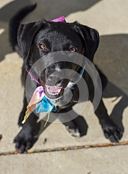 Female Black Labrador Retriever Mix in Sitting Position Looking Up