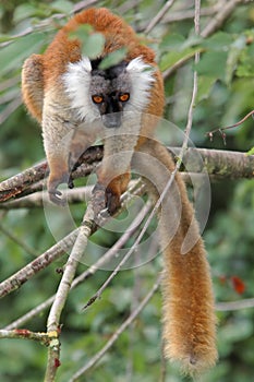 Female black lemur