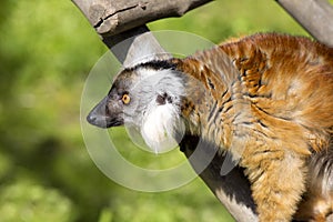 Female Black lemur, Eulemur m. macaco photo