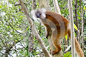 Female black lemur, Eulemur macaco macaco, Madagascar photo