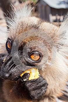 Female Black lemur Eulemur macaco sitting in a log with her baby lemur,  Madagascar