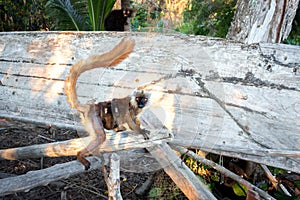 Female Black lemur Eulemur macaco sitting in a log with her baby lemur,  Madagascar