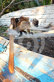 Female Black lemur Eulemur macaco sitting in a log with her baby lemur,  Madagascar