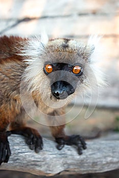 Female Black lemur Eulemur macaco sitting in a log with her baby lemur,  Madagascar