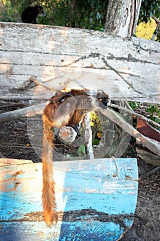 Female Black lemur Eulemur macaco sitting in a log with her baby lemur,  Madagascar