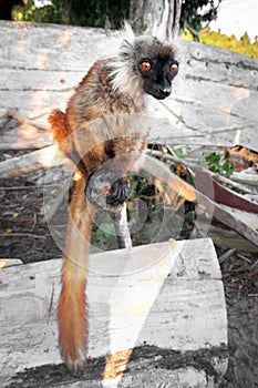 Female Black lemur Eulemur macaco sitting in a log with her baby lemur,  Madagascar