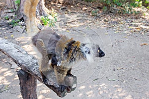Female Black lemur Eulemur macaco sitting in a log with her baby lemur,  Madagascar photo
