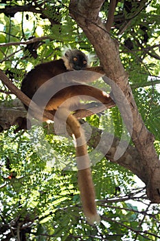 Female Black lemur Eulemur macaco sitting in a tree eating a banana, Madagascar photo