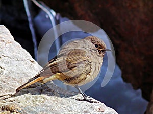 Female Black Redstart Phoenicurus ochruros