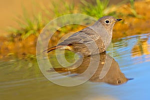 Female Black Redstart, Phoenicurus ochruros photo