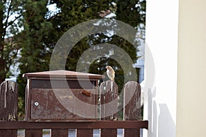 Female of black redstart (Phoenicurus ochruros) by a mailbox in which it builds a nest again (spring 2020)