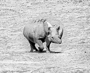 Female Black Rhino