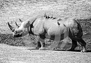 Female Black Rhino
