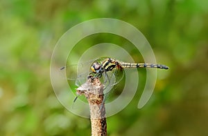 Female Black Stream Glider Dragonfly- Trithemis festiva, Sindhudurg, Maharashtra,