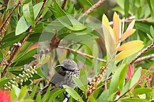 Female Black Sunbird In Bottlebrush Tree Nectarinia amethystina