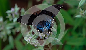 Female Black Swallowtail Butterfly