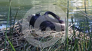 Female black swan building a nest