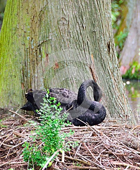 Female Black Swan Nesting