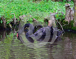 Female Black Swan Nesting