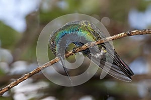 Female Black-throated Mango, Anthracothorax nigricollis, perched