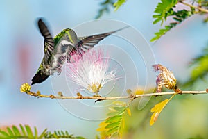 Female Black-throated Mango feeding on a pink and white flower