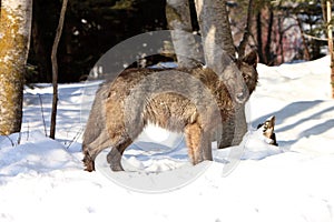 Female black timber wolf