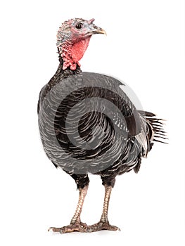 Female black turkey isolated on white