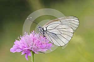 Female of Black-veined White butterfly, Aporia crataegi