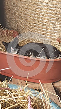 Female black and white mother cat sleeping in basket of hay