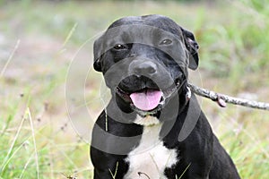 Female black and white Pit Bull Terrier dog portrait