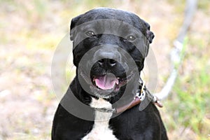 Female black and white Pit Bull Terrier dog portrait