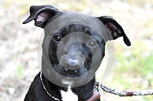 Female black and white Pit Bull Terrier dog portrait