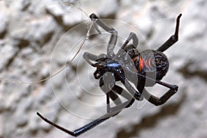 Female Black widow spider