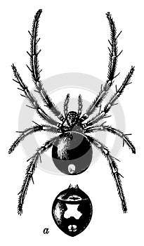 Female Black Widow Spider with a View of the Under Side of the Abdomen, vintage illustration