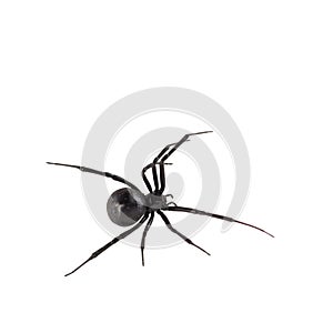 Female Black widow spider