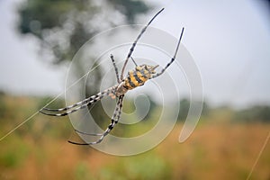 Female Black and yellow garden spider in the Selati Game Reserve.