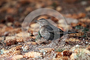 Female blackbird