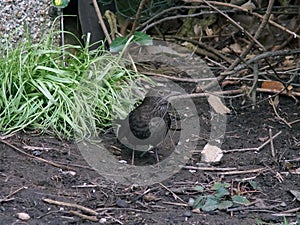 Female Blackbird Collecting Nesting Material