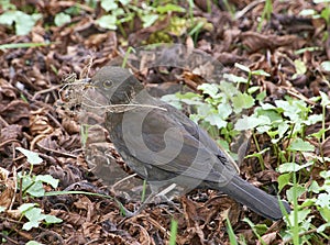 Female Blackbird Collecting Nesting Material