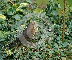 Female Blackbird Collecting Nesting Material