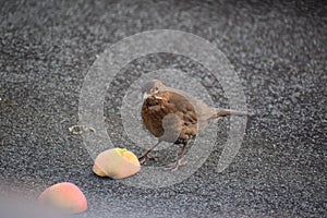 female blackbird sarting to eat half an apple