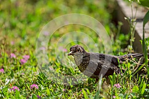 The female blackbird has brown plumage, the tones of which vary from one individual to another, presenting darker areas