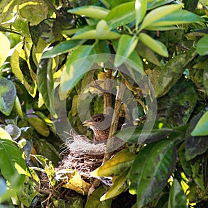 A female blackbird is hot while sitting on her nest in a citrus tree