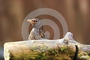 A female blackbird sitting behind a mossy log