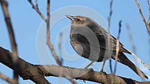 Female Blackbird in a tree