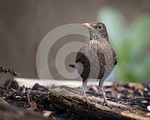 Female Blackbird Turdus Merula on branch in Spring sunshine