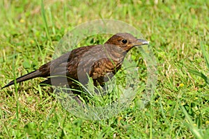 female blackbird, turdus merula, searching grass for food